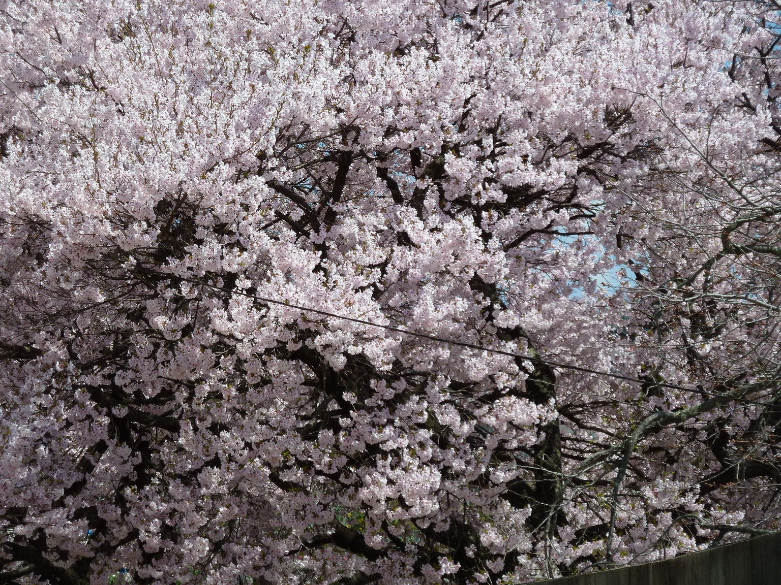 ����ڂ��