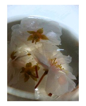 ����ڂ��