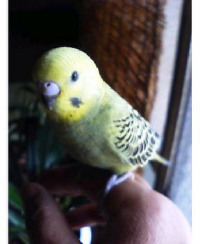 ����ڂ��