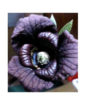 ����ڂ��