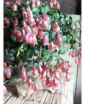 ����ڂ��