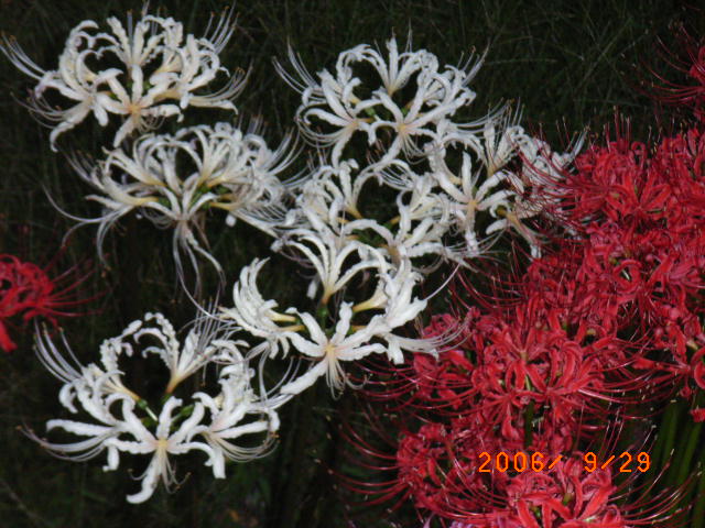 �g���������@�v�������������@�O�c�V