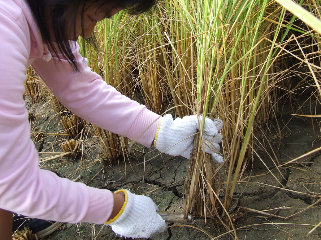 ���ѐA�܂��Â���