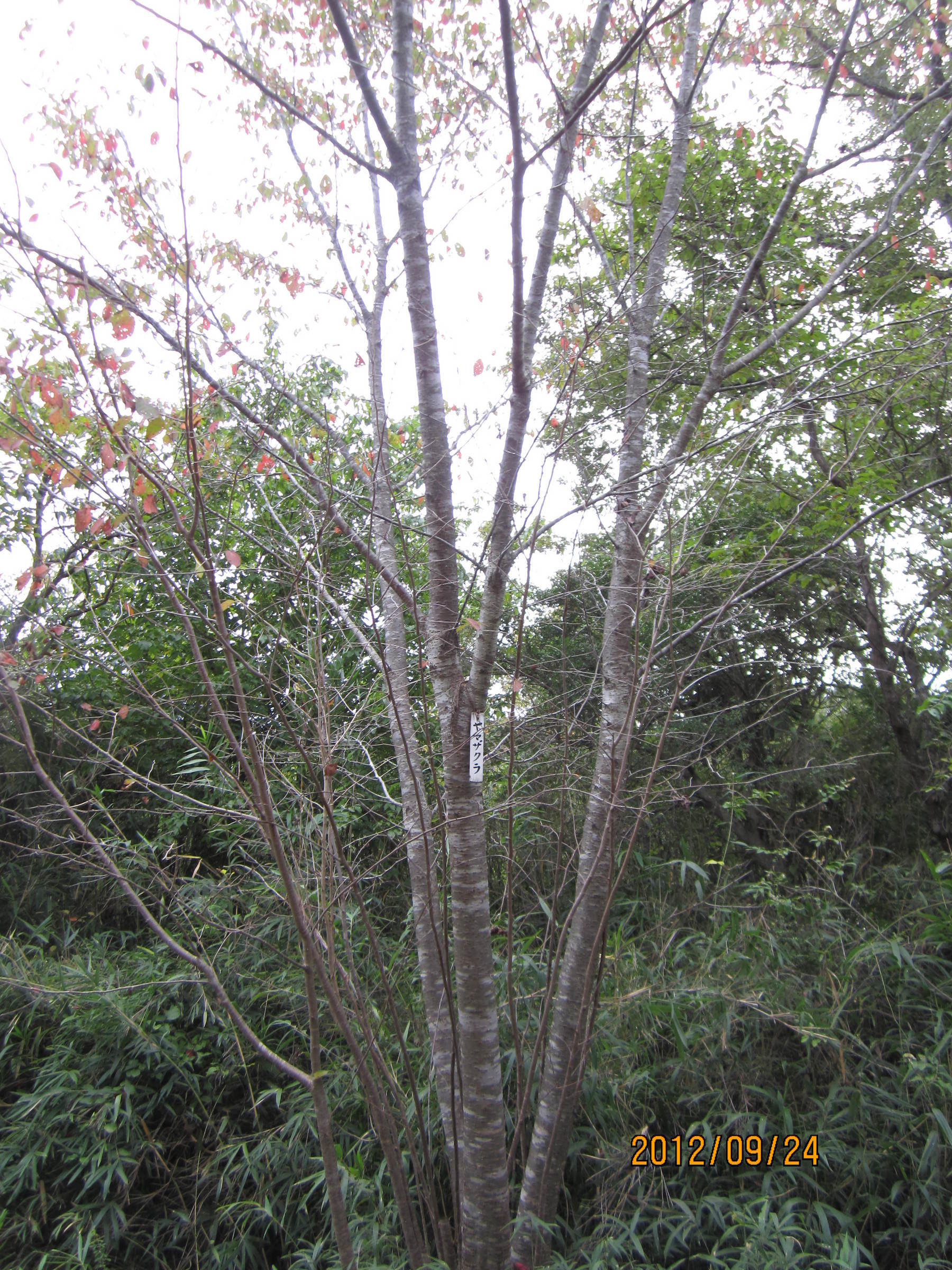 �e�t�l�h�d�}�C�y�[�W