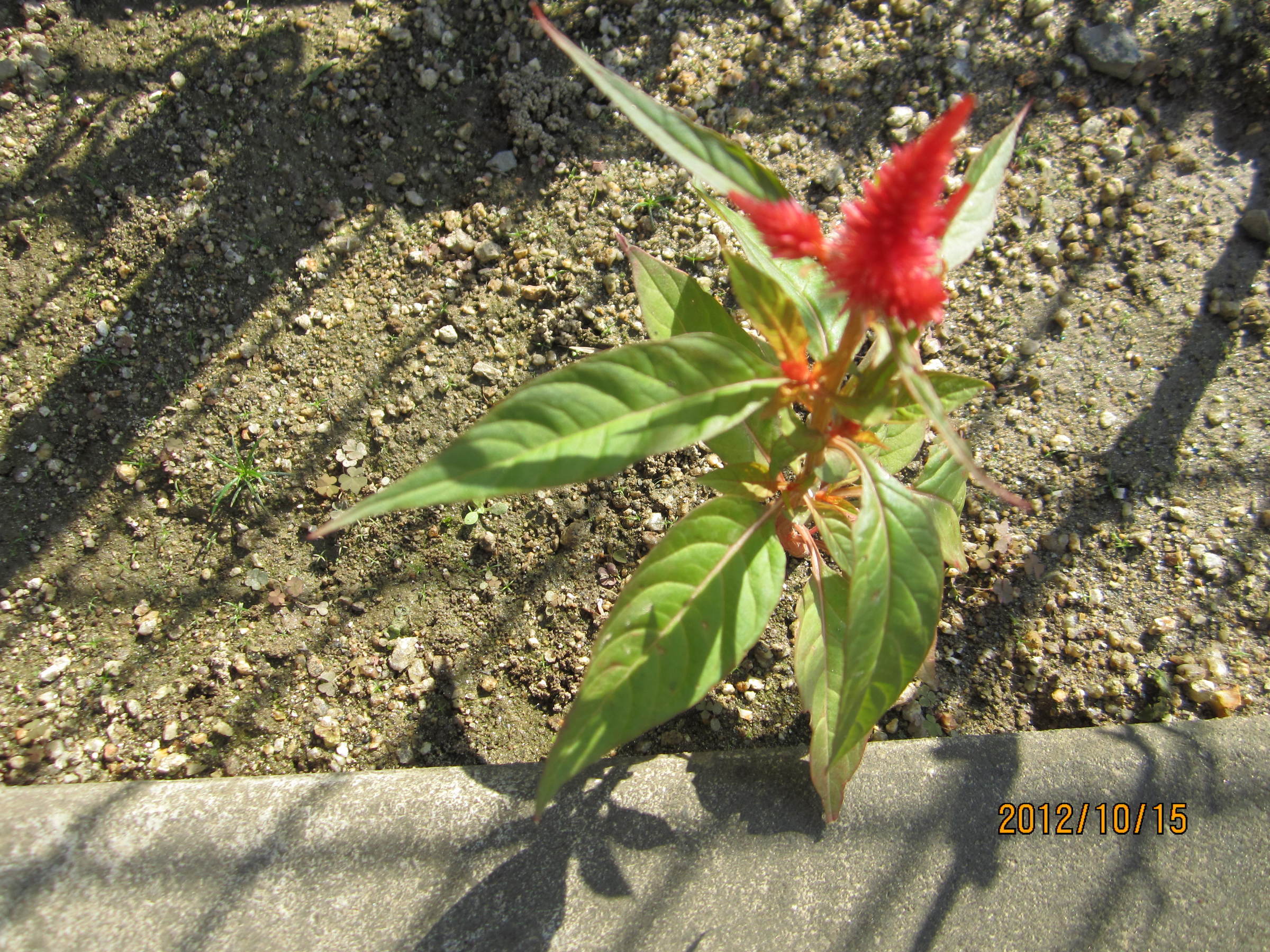 �e�t�l�h�d�}�C�y�[�W