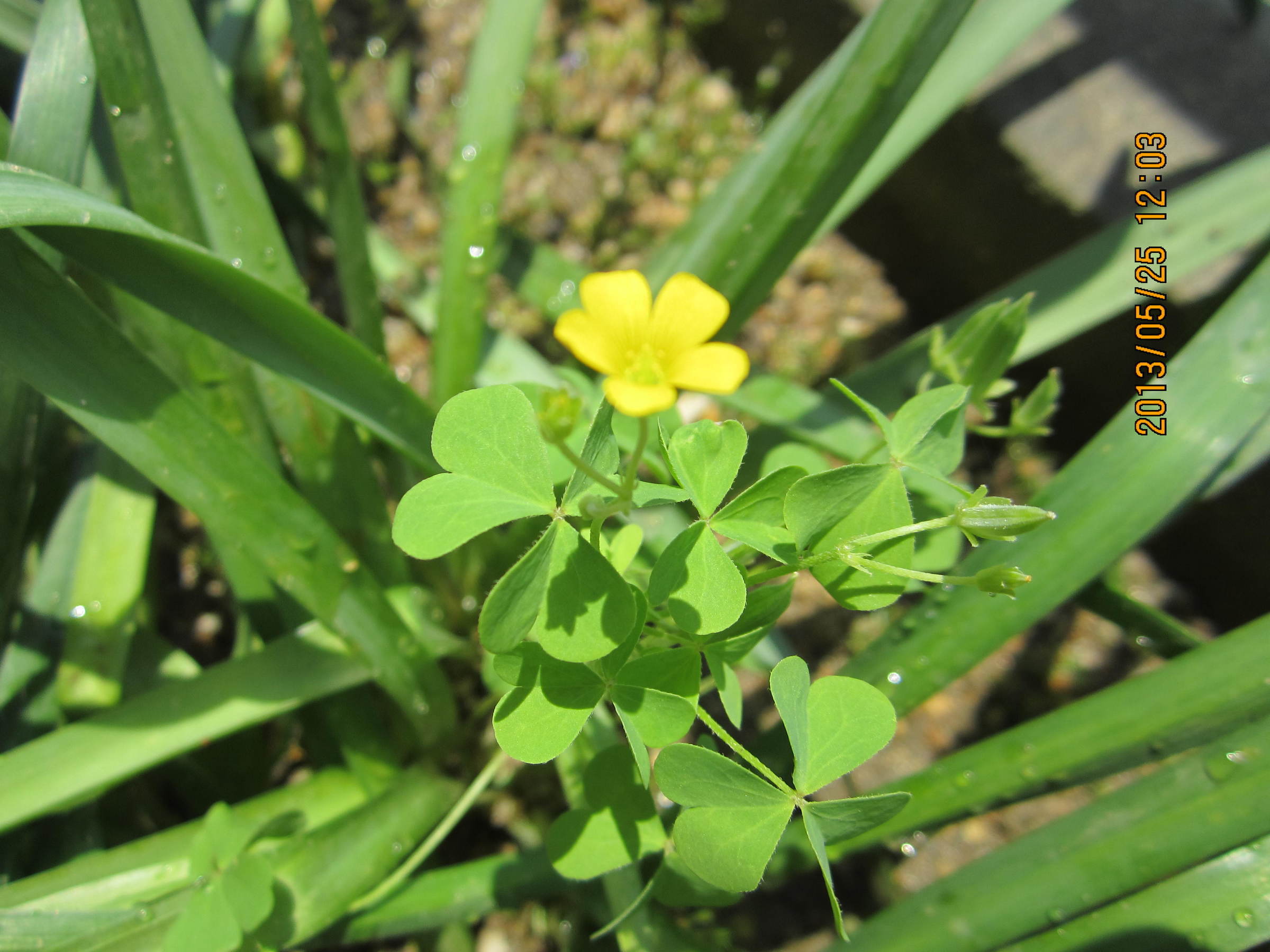 �e�t�l�h�d�}�C�y�[�W