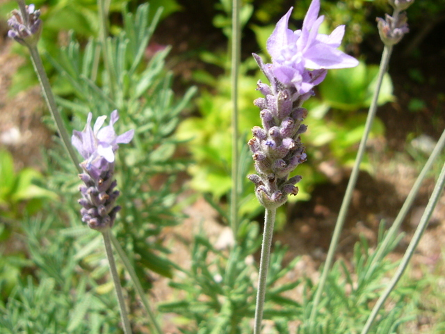 �҂�������L