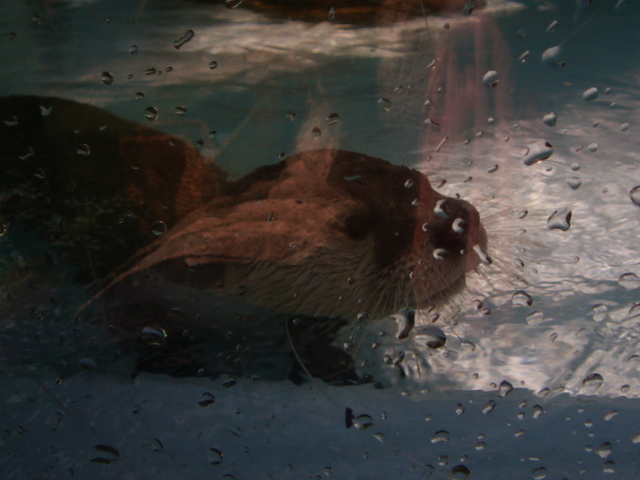 �҂�������L