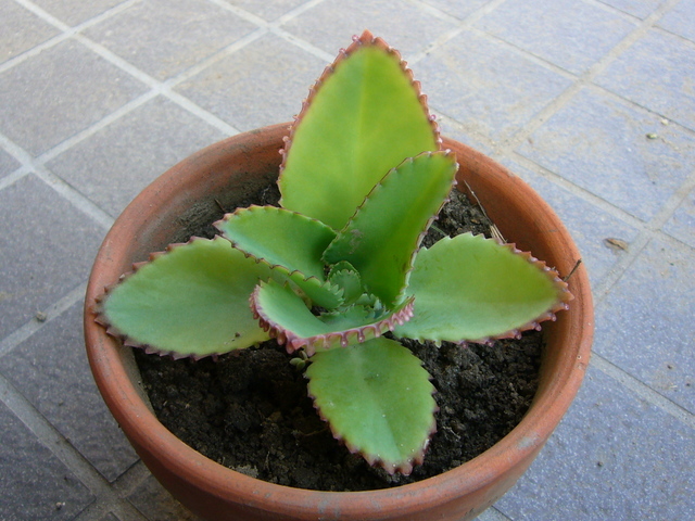 �҂�������L