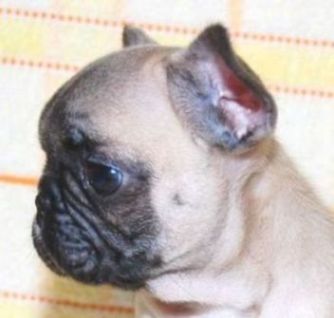 ���׋C�Ȏq��