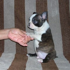 ���׋C�Ȏq��