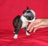 ���׋C�Ȏq��