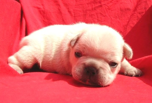 ���׋C�Ȏq��