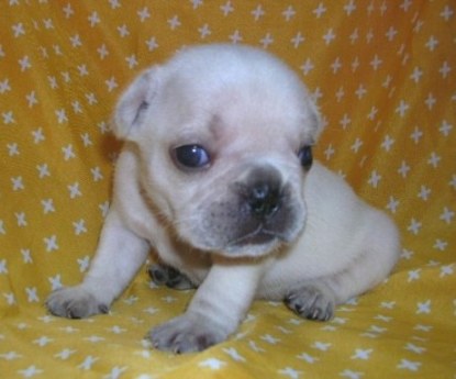 ���׋C�Ȏq��