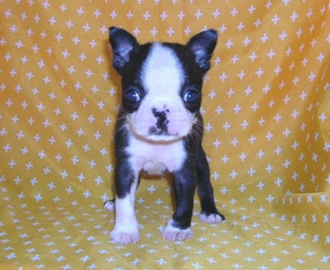 ���׋C�Ȏq��