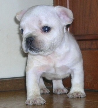 ���׋C�Ȏq��