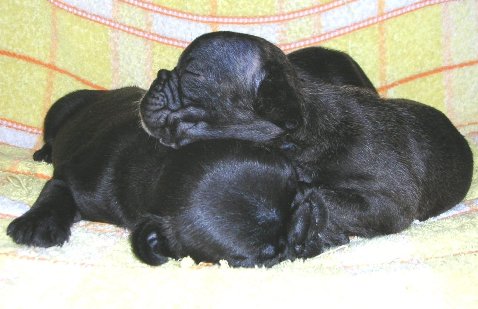 ���׋C�Ȏq��