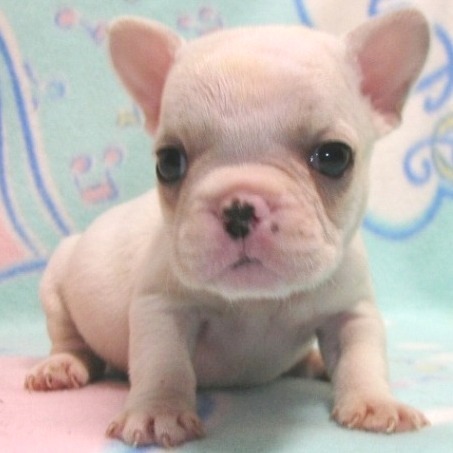 ���׋C�Ȏq��