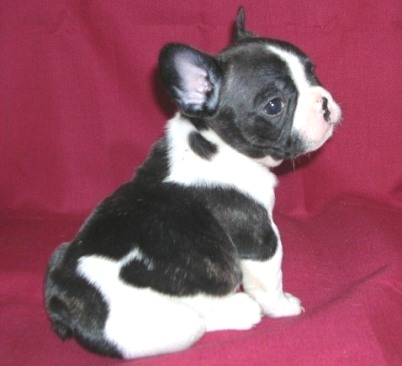 ���׋C�Ȏq��