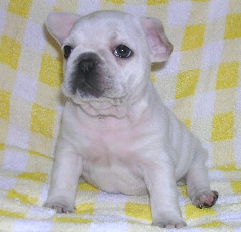 ���׋C�Ȏq��