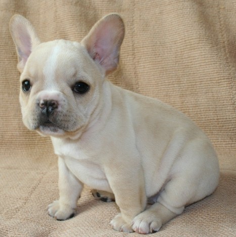 ���׋C�Ȏq��