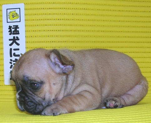 ���׋C�Ȏq��