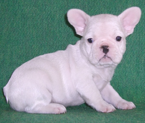 ���׋C�Ȏq��