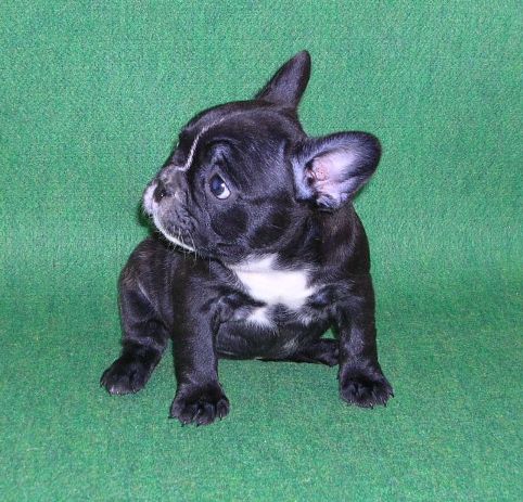 ���׋C�Ȏq��