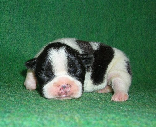 ���׋C�Ȏq��