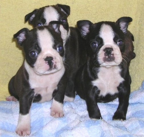 ���׋C�Ȏq��