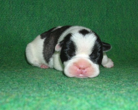 ���׋C�Ȏq��