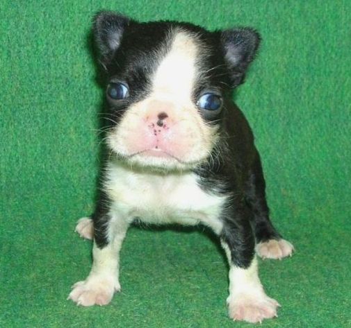 ���׋C�Ȏq��