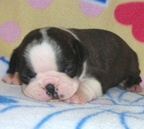 ���׋C�Ȏq��