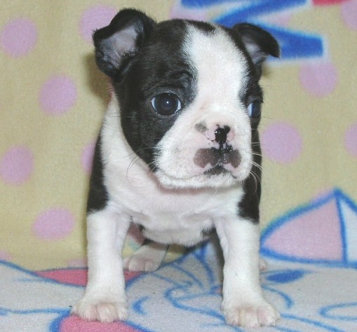 ���׋C�Ȏq��