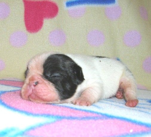 ���׋C�Ȏq��