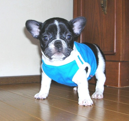 ���׋C�Ȏq��