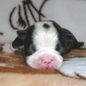 ���׋C�Ȏq��