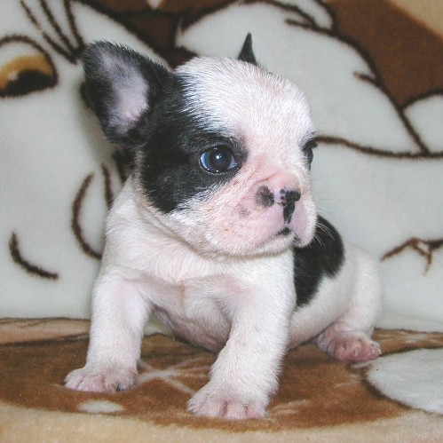 ���׋C�Ȏq��