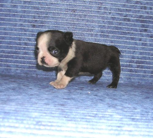 ���׋C�Ȏq��