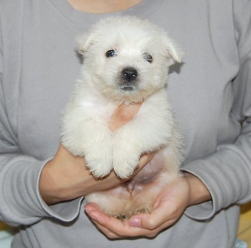 ���׋C�Ȏq��