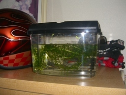 �r�`�l�C���@�k������