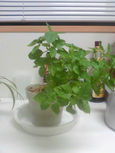 �r�`�l�C���@�k������