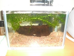 �r�`�l�C���@�k������