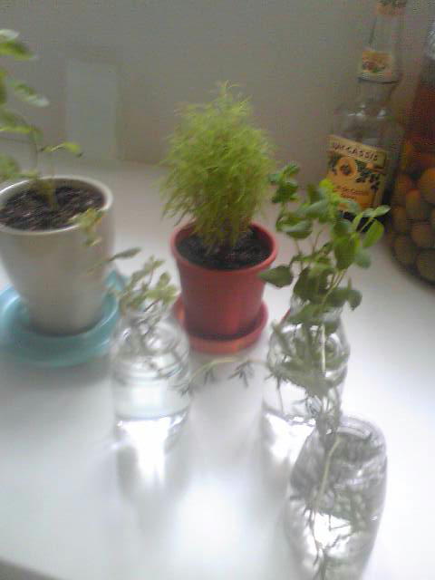 �r�`�l�C���@�k������