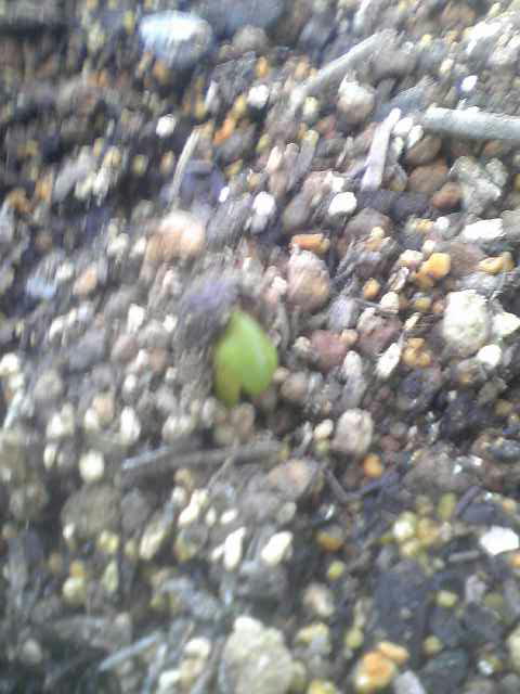 �r�`�l�C���@�k������