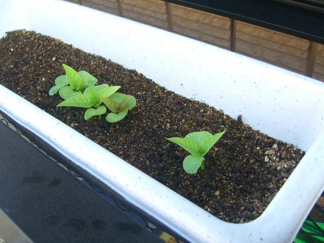 �r�`�l�C���@�k������