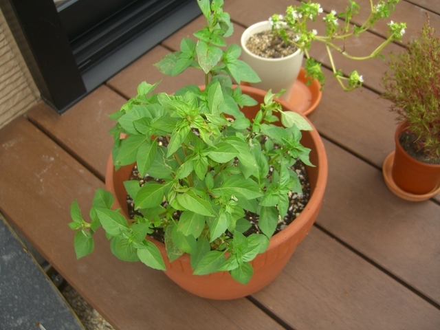 �r�`�l�C���@�k������