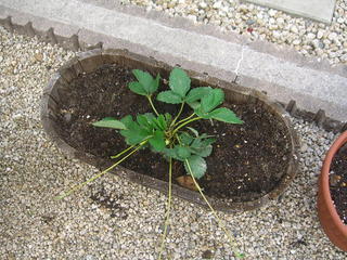 �r�`�l�C���@�k������