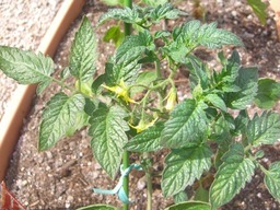 �r�`�l�C���@�k������