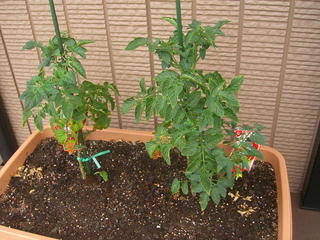 �r�`�l�C���@�k������